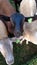 Two Katahdin ewe lambs looking at camera