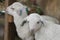 Two Katahdin sheep lambs chewing on straw