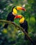 Two Keel-billed Toucans sitting on a branch in Costa Rican forest