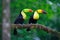 Two Keel-billed Toucans sitting on a branch in Costa Rican forest