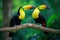 Two Keel-billed Toucans sitting on a branch in Costa Rican forest