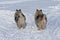 Two Keeshond dogs stand at the crossroads and choose different directions