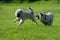 Two keeshond wolfspitz puppy running