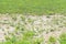 Two killdeer birds standing in the patchy grass