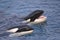 Two killer whales