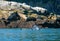 Two Killer Whales - Orcas - in Kenai Fjords National Park in Seward Alaska USA