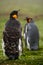 Two King penguin, Aptenodytes patagonicus. Penguin with detail cleaning of feathers Penguin with black and yellow head, Falkland