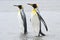 Two King Penguin (Aptenodytes patagonicus) walking behind each other