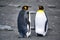 Two king penguins - Aptendytes patagonica - standing together on beach, Gold Harbour, South Georgia