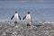 Two king penguins walk on the pebble beach on Salisbury Plain on South Georgia