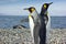 Two king pinguins near sea