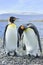 Two king pinguins near sea