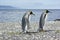 Two king pinguins near sea