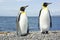 Two king pinguins near sea