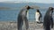 Two king pinguins near sea