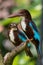 Two Kingfishers perched on a tree branch in a tranquil park setting