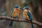 Two Kingfishers perched on a tree branch. Wild life scene from nature. Generative AI