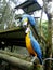 Two kissing blue-and-yellow macaws