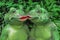 Two kissing frogs decor sculpture in garden backyard. Love story concept. Green toads in front of leaves of bush or shrub