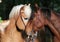 Two kissing horses