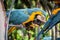 Two kissing parrots at Nong Nooch garden park, Thailand