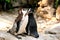 Two Kissing Pinguins
