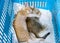 Two kitten are sibling with sleeping and cuddle in basket