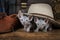 Two kitten under the hat