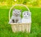 Two kittens in basket on green grass