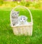 Two kittens in basket on green grass