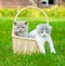 Two kittens in basket on green grass