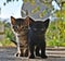 Two kittens, black kitten and tabby kitten