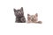 Two Kittens British on white background