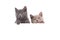 Two Kittens British on white background