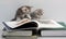 Two kittens are considering a book