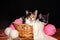 Two kittens on a dark background: black and white and tricolor, sitting in a wicker basket. Next to the balls of thread