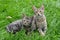 Two kittens on the grass