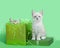 Two kittens with a green birthday present