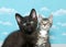 Two kittens looking at viewer, sky background