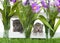 Two kittens peaking through a white picket fence in a flower garden