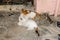 Two Kittens Playing with Each Other and Bonding in Traditional Streets in Olt Town Town of Chania, Crete Island, Greece