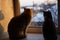 Two kittens rest on a sunny windowsill in winter, look outdoor