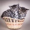 Two kittens sitting in a basket together