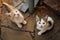 Two kittens sitting in the courtyard on the stone floor, portrait of cute little kitties