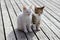 Two kittens sitting on the floor of wooden planks
