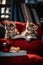 Two kittens sitting on a red couch reading a book. AI generative image.