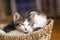 Two kittens taking a nap in a wicker basket