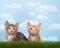 Two kittens in tall grass with blue sky background white fluffy