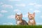 Two kittens in tall grass with blue sky background white fluffy