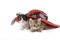Two kittens under a straw hat